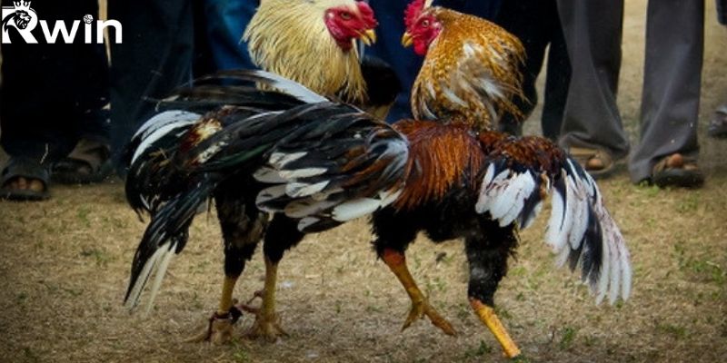 Các trận đấu diễn ra với hình ảnh chất lượng cao