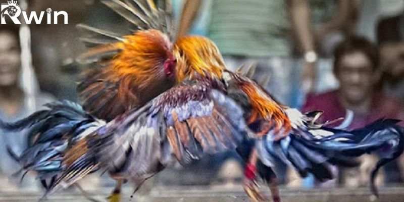 Việc đầu tiên trước khi bắt đầu là người chơi cần tìm hiểu về luật chơi