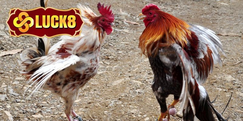 Các cửa cược quan trọng tại nhà cái khi chọi gà