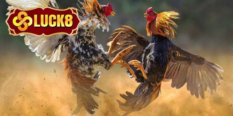 Hội viên chú ý đến quy tắc chọn gà chiến tại nền tảng
