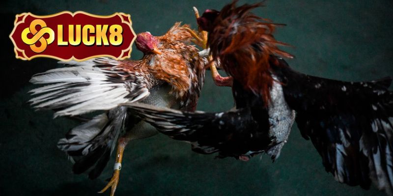 Loại hình đá gà Thái Lan Luck8 sống động cuốn hút 